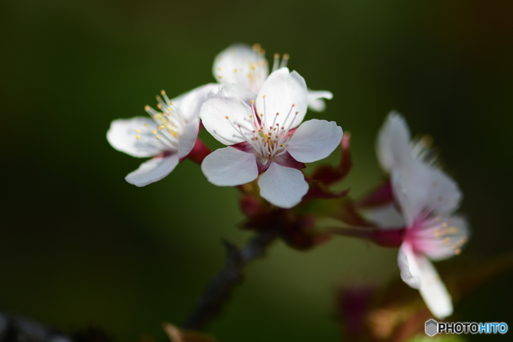 千島桜