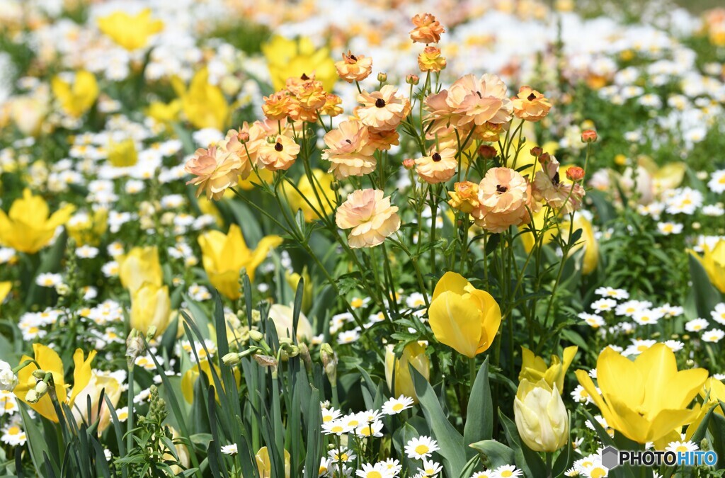 花爛漫