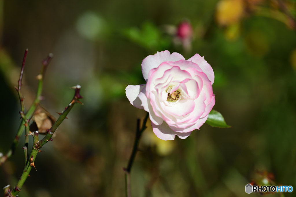 冬の薔薇