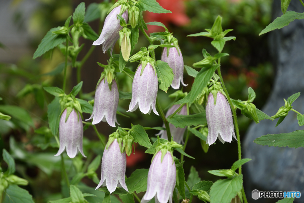 ホタルブクロ２