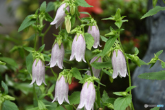 ホタルブクロ２