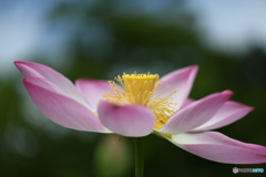 ハスの花
