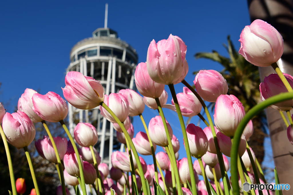 チューリップと江の島シーキャンドル