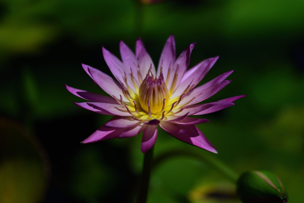 熱帯性スイレン