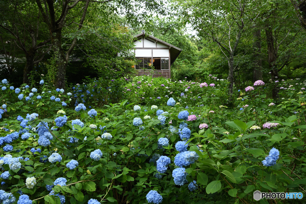 三千院　紫陽花苑