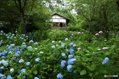 三千院　紫陽花苑