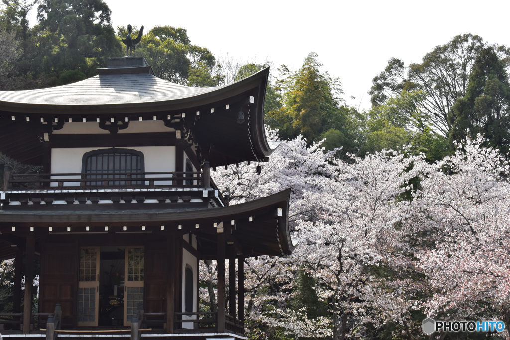 勧修寺の桜1