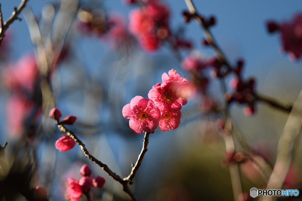 紅梅2