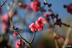 紅梅2