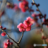 紅梅2