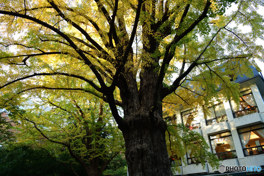 日比谷公園