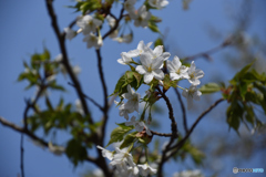 弘法山　山桜2