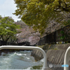 琵琶湖疏水の桜