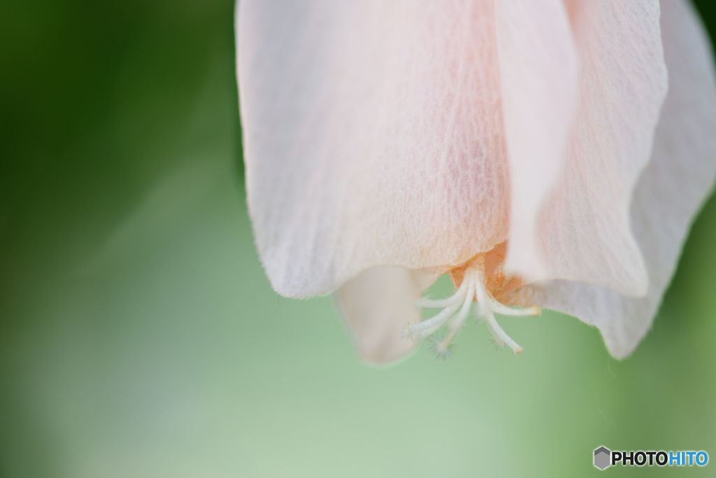 しとやかさと強さ