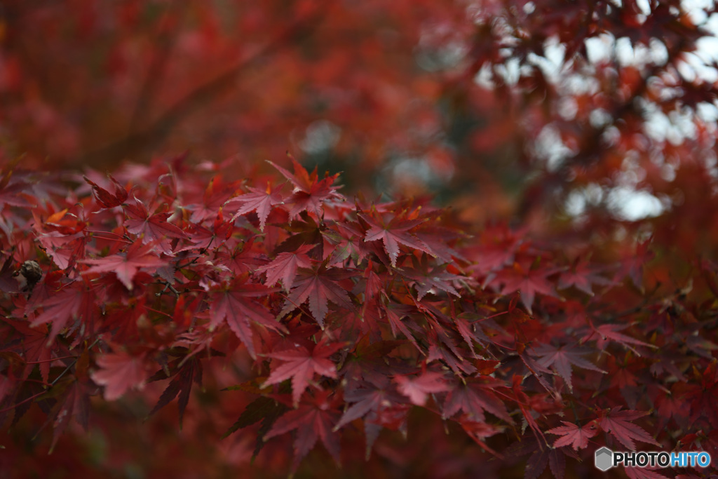 鎌倉　長谷寺　紅葉