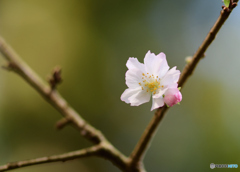 東慶寺の十月桜