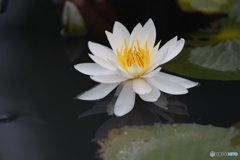 清廉