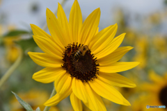 花の国のヒマワリ