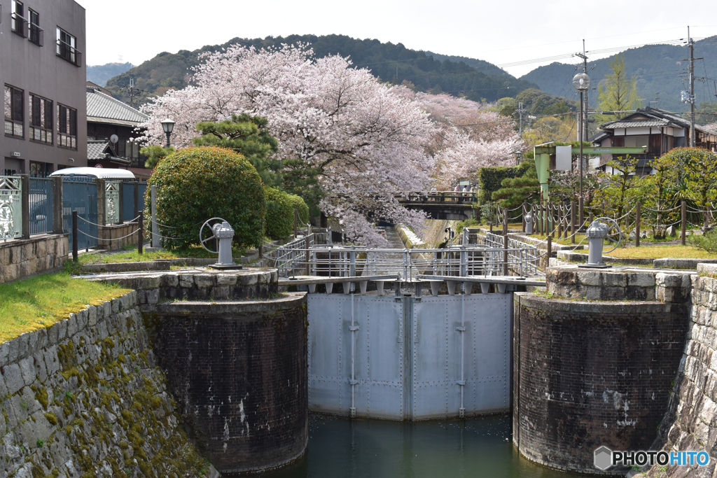 琵琶湖疏水の桜5