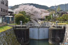 琵琶湖疏水の桜5