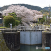 琵琶湖疏水の桜5