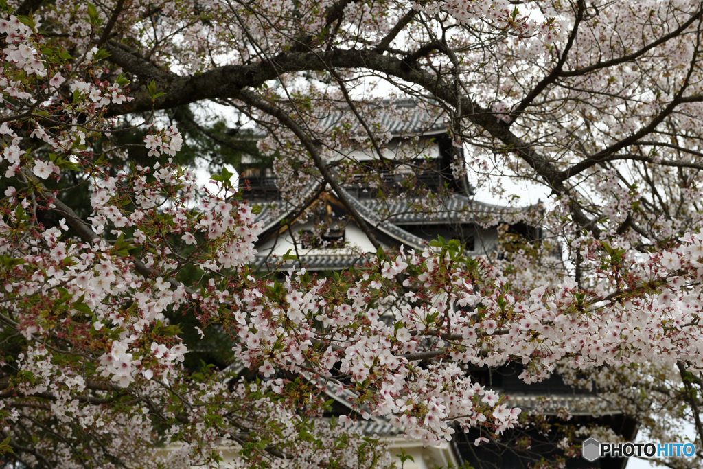 桜と松江城