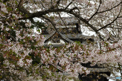桜と松江城
