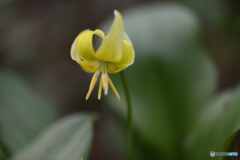 黄花カタクリ1