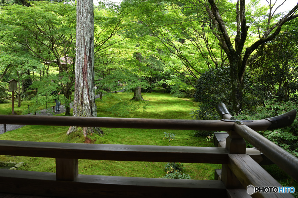 三千院　緑の絨毯