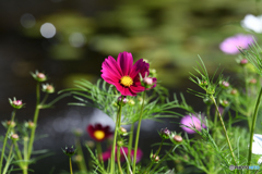 秋・コスモス3