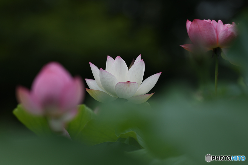 蓮2