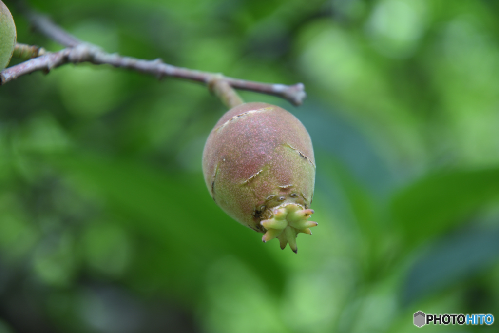 イカめしではありません