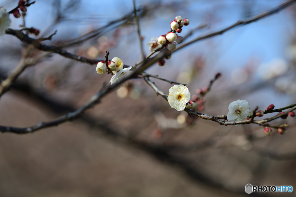梅の花