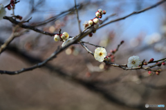 梅の花