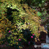 長谷寺　秋