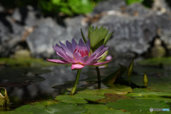 熱帯性睡蓮3