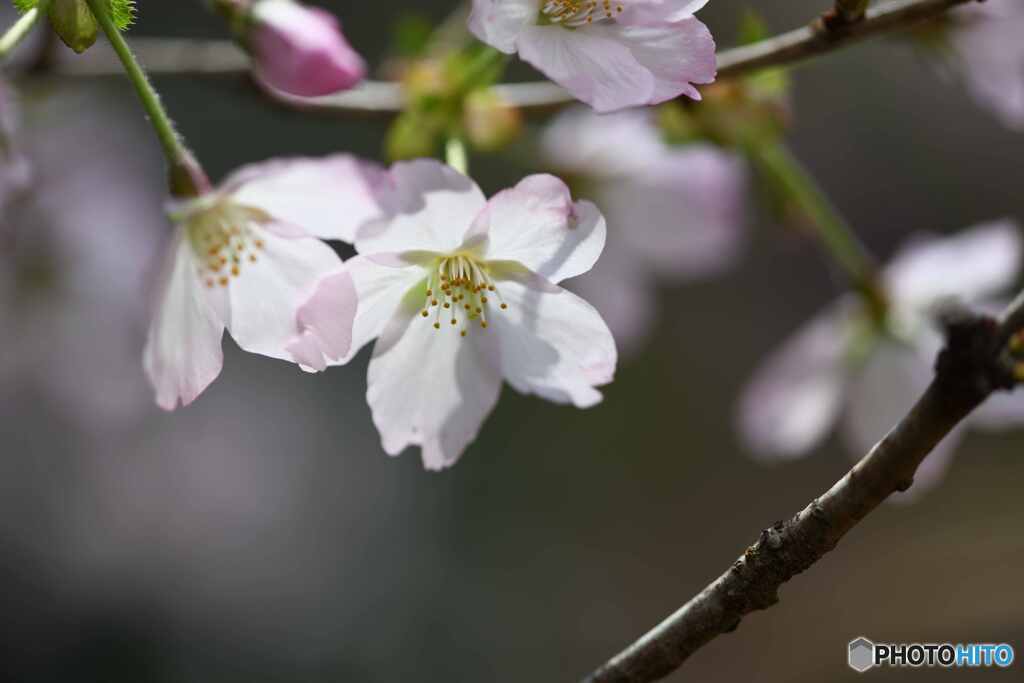 御殿場桜1