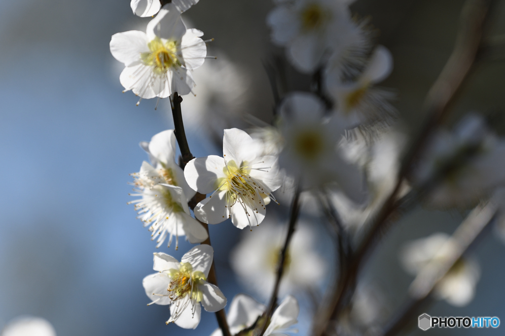 梅の花