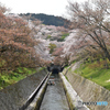 琵琶湖疏水の桜3