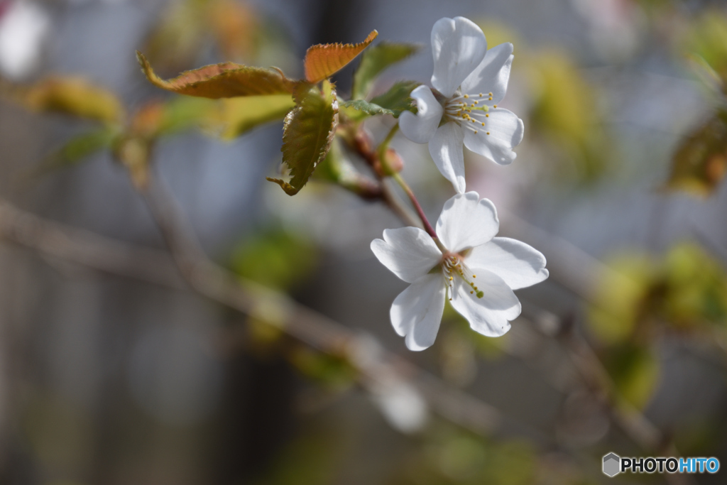 弘法山　山桜