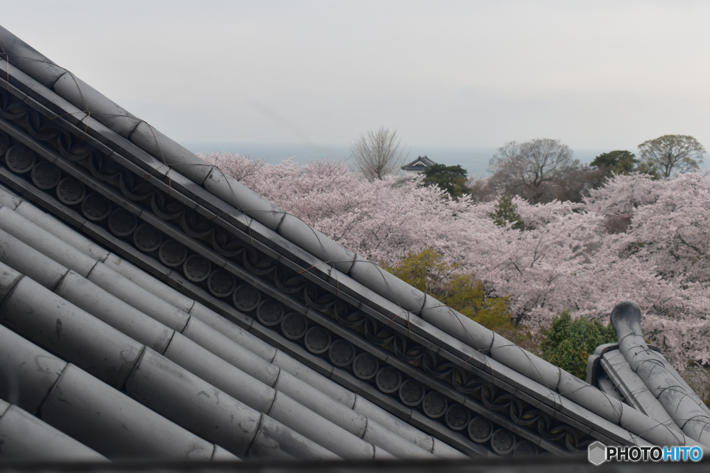 彦根城の桜２