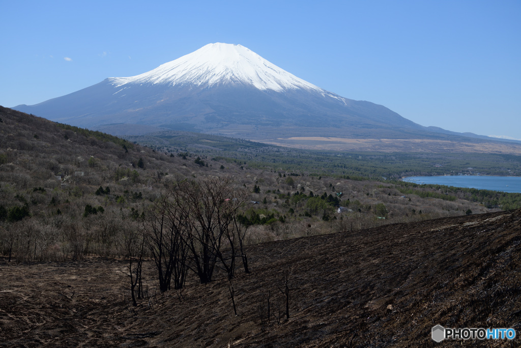 野焼き跡と富士山
