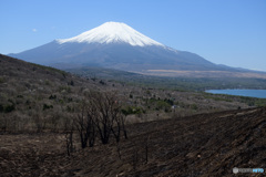 野焼き跡と富士山