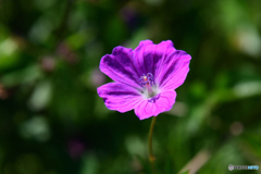 気になる花
