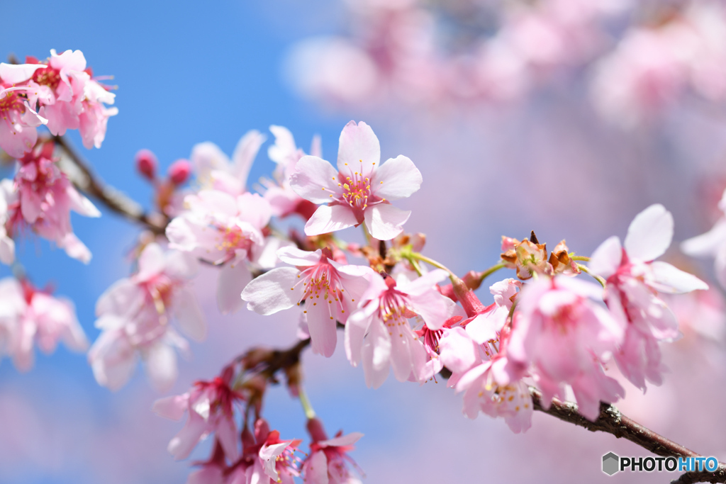 八重咲寒緋桜