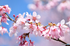 八重咲寒緋桜