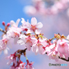 八重咲寒緋桜