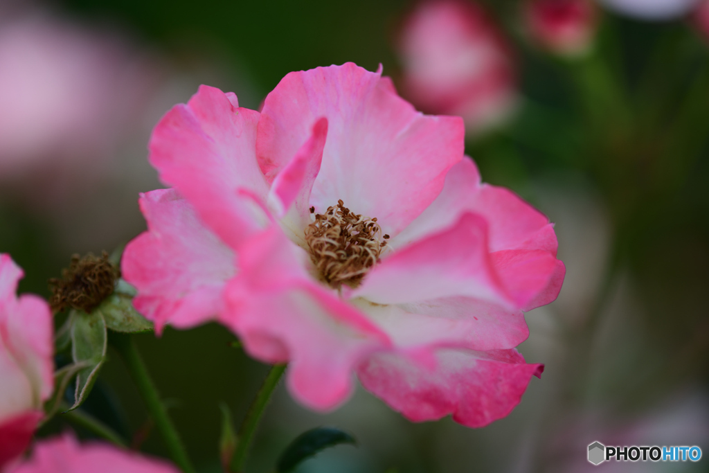 バラ　花霞