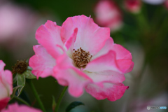 バラ　花霞