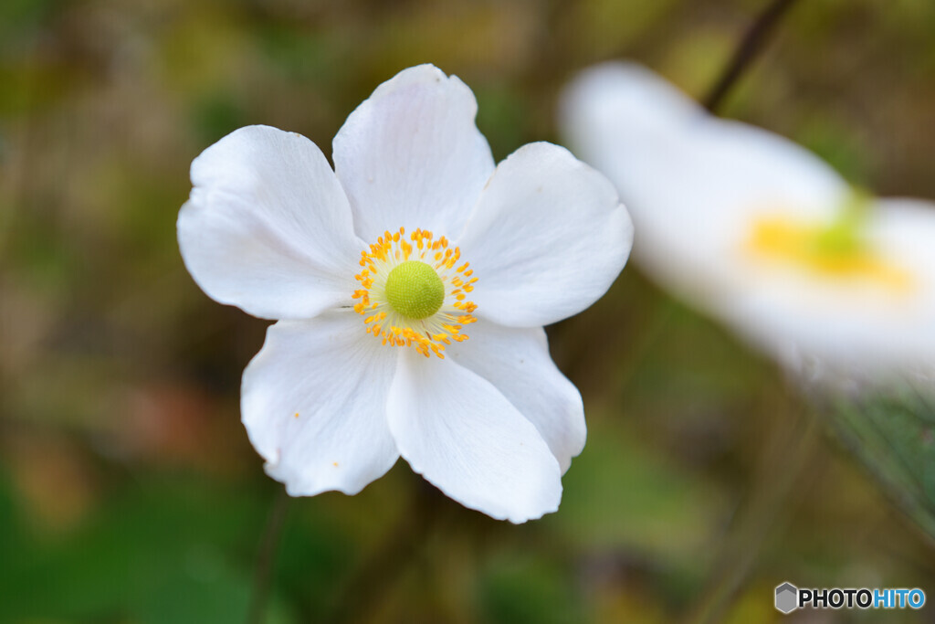 シュウメイギク
